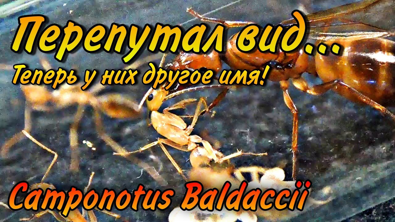 Я перепутал вид своих Греческих муравьёв! Теперь они - Camponotus Baldaccii!