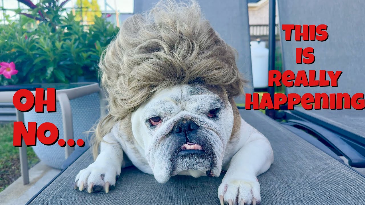 Reuben the Bulldog: 11 Wigs