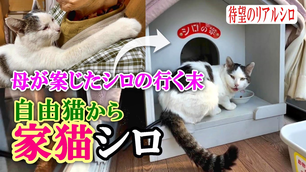 【家猫シロの続編】母が案じたシロの行く末～母が願った幸せな未来が現実に【オリジナルBGM】