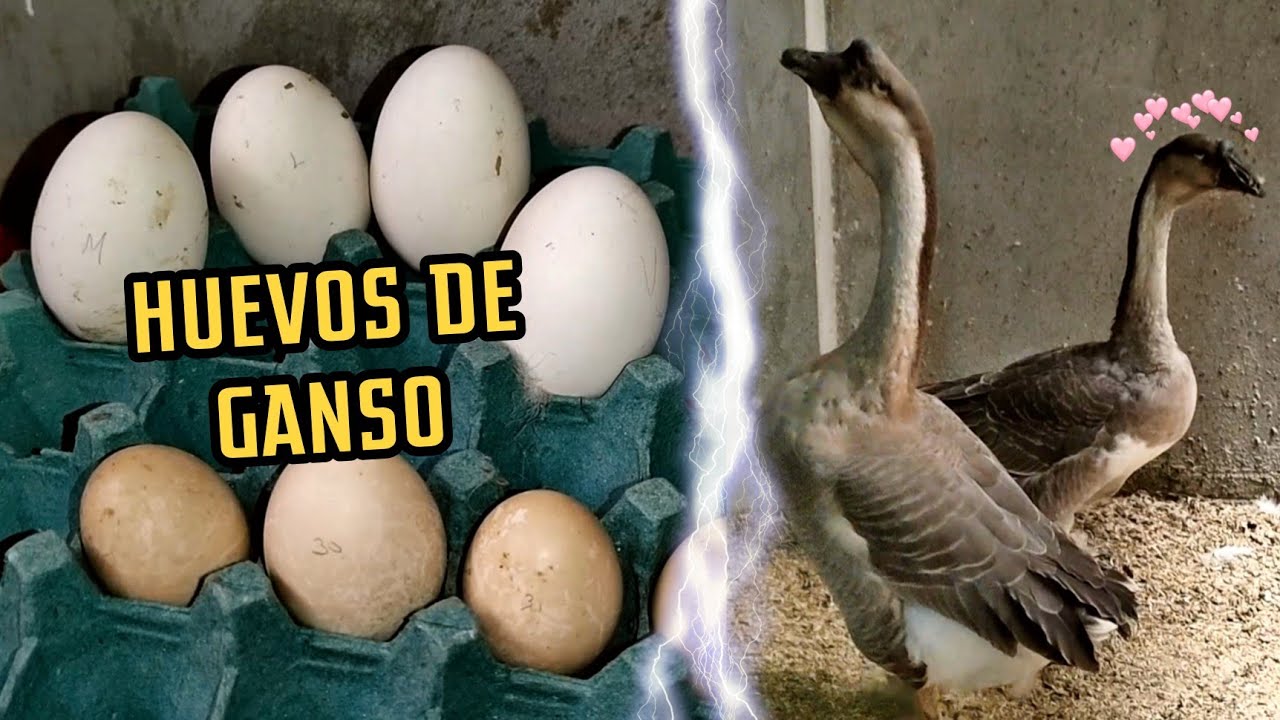 MI GANSA VOLVIÓ A PONER 🥚🥇 & Patas inician postura 🦆🥚