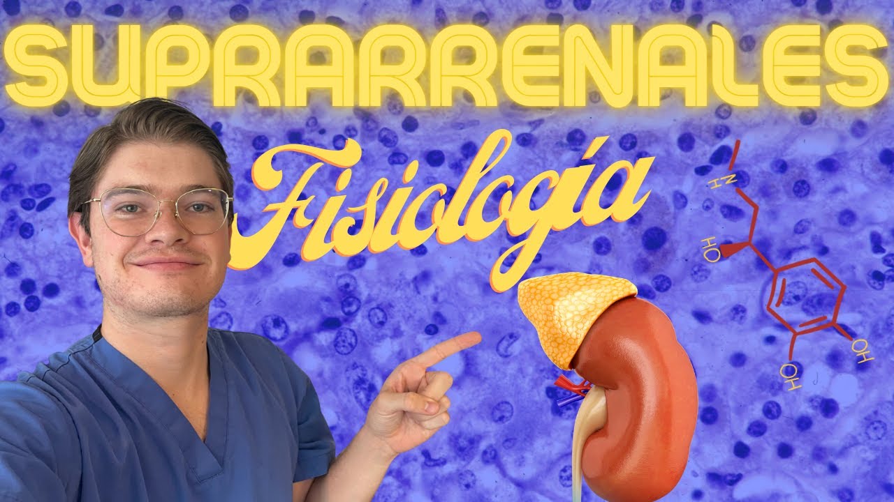Fisiología de las glándulas SUPRARRENALES