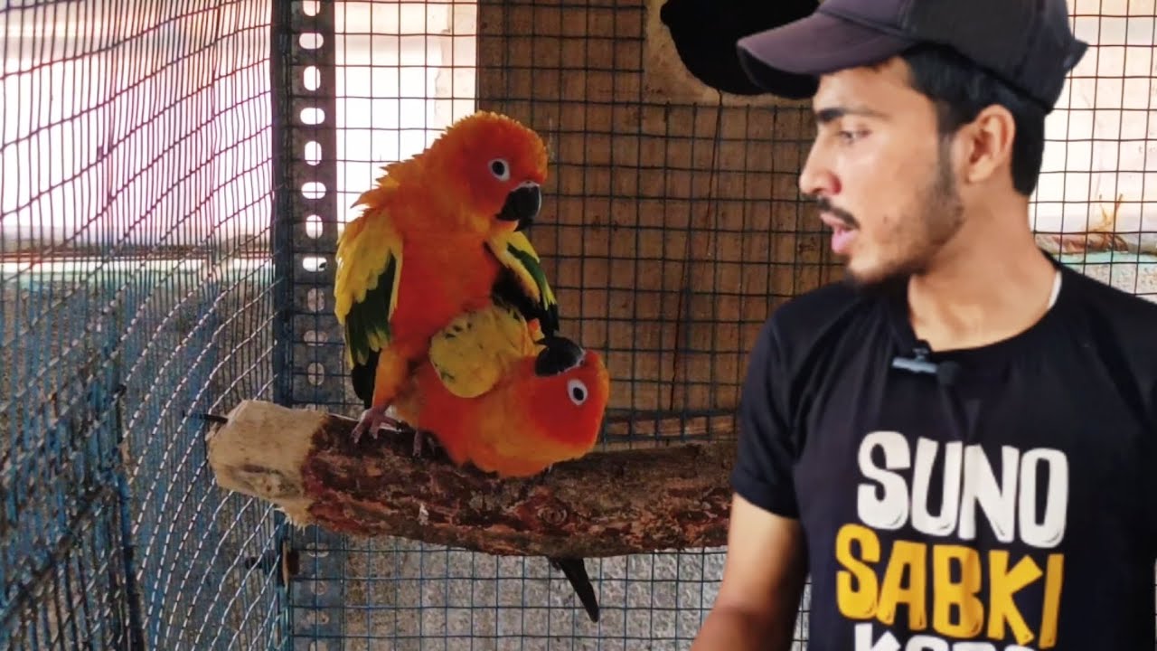 sun conure breeding session /mera new pair sun cross karne laga ab hoga breeding/bird breeding