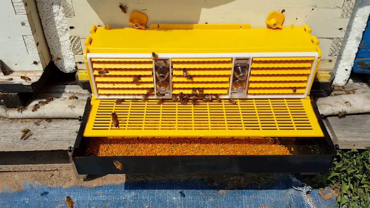Bee Flower Pollen Trap