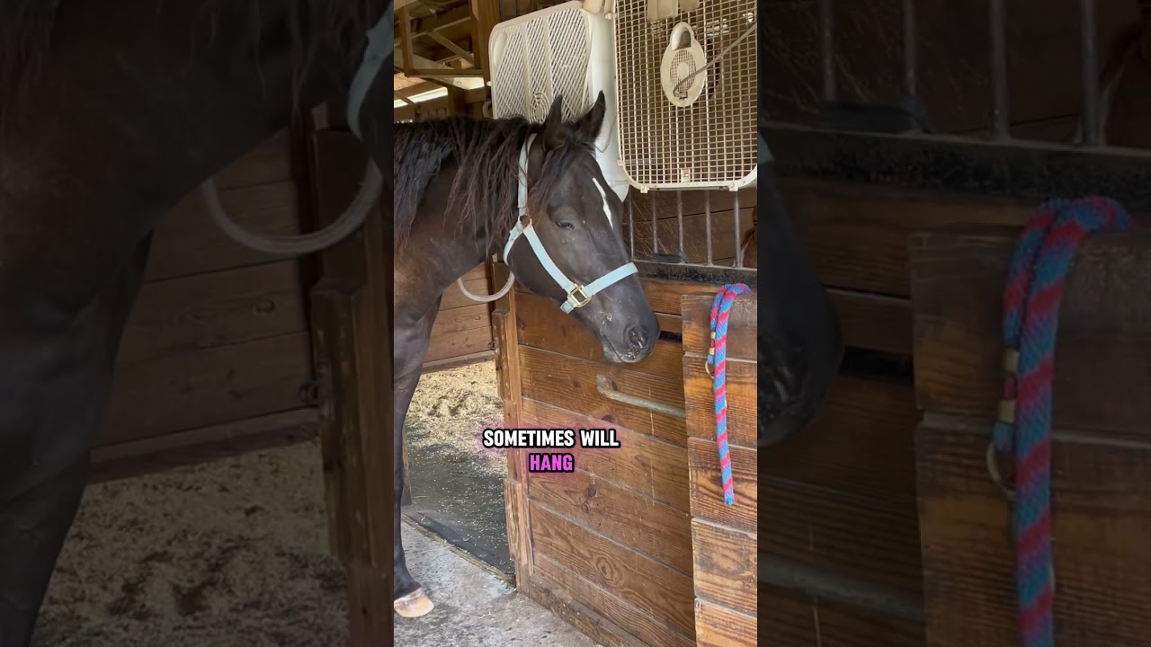 Do horses sleep standing up? This educational horse video explains it all.