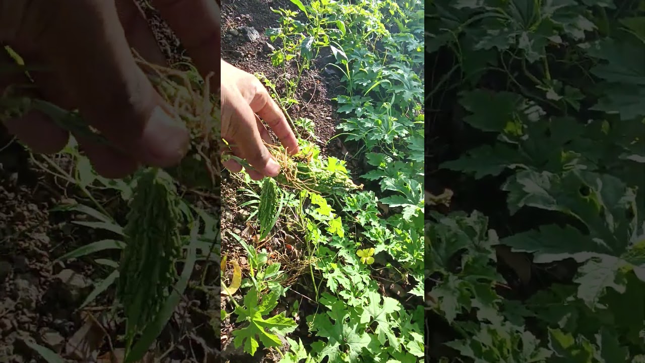 karela 