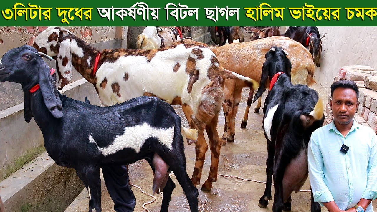 হালিম ভাইয়ের চমক ৩লিটার দুধের আকর্ষণীয় বিটল ছাগল সহ তোতাপুরী ছাগল goat farm