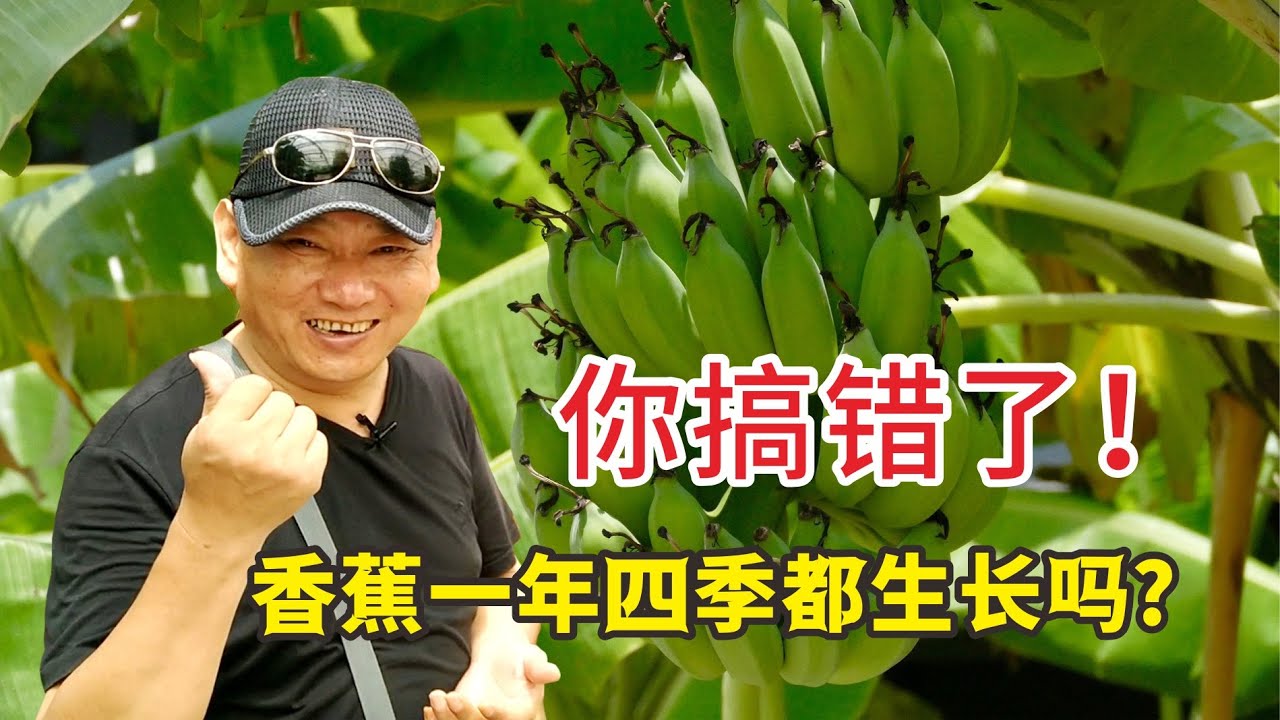 香蕉树自然生长1年收获1次，为啥在农业植物园里四季都有？听农技人员怎么说