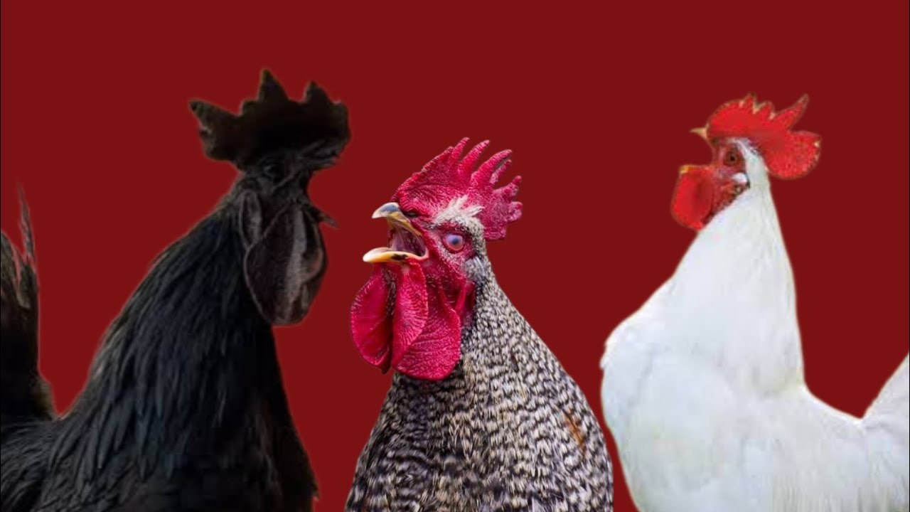 🐓 Suara Ayam Berkokok Panjang many Chicken Crowing like Hen and Rooster Crowing Gà Trống Gáy Hane