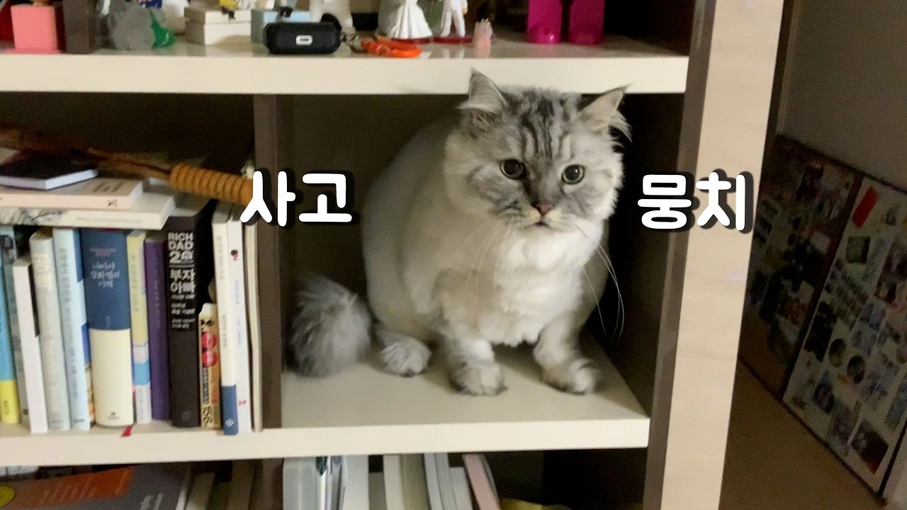 사고뭉치의 하루