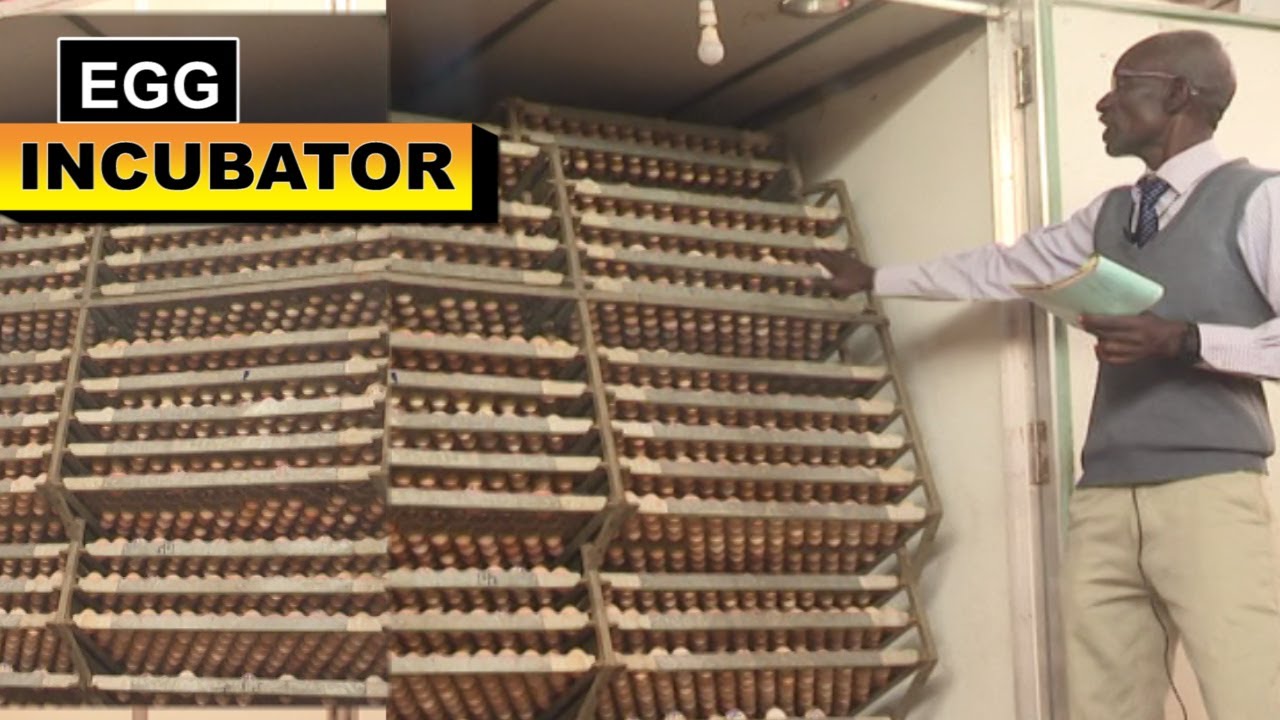 I Incubate 24000 Chicks Every Month ,Dr Isa Takes us Through.
