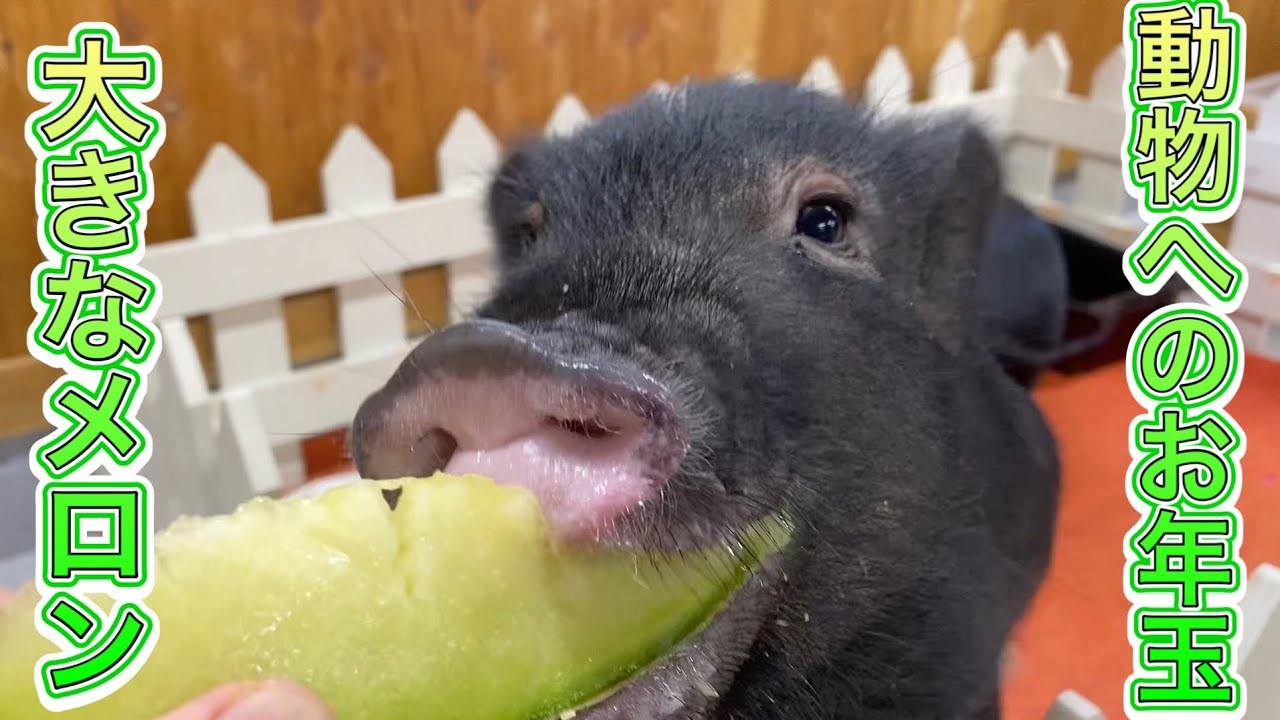 動物園の動物達に大きなメロンのお年玉！！送り主は天国のミニブタぶーちゃん！？