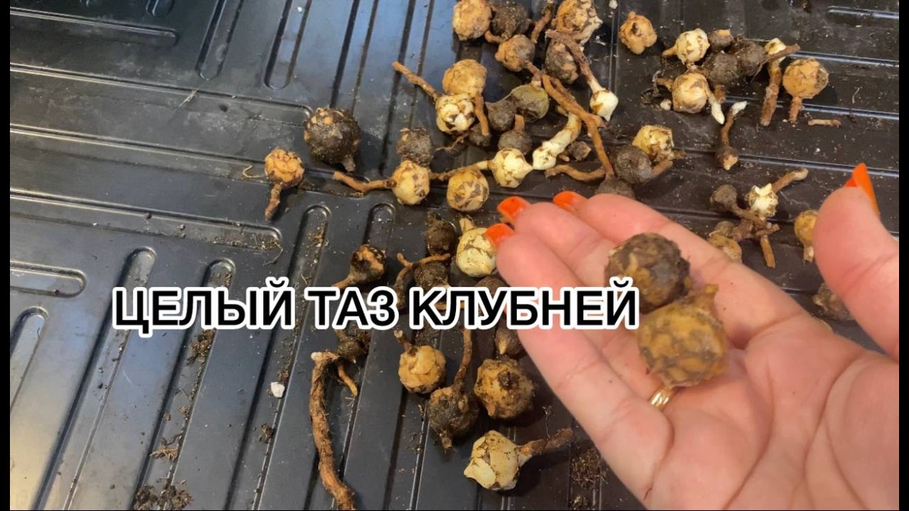 Размножение Алоказии клубнями в мху: Пошаговый гайд | Alocasia Regal Shields Propagation#алоказия