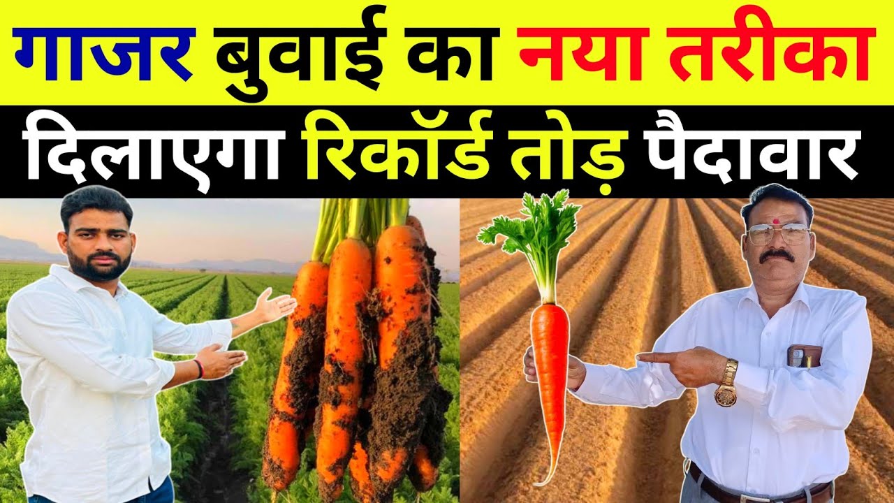 गाजर की खेती कब और कैसे करें | gajar ki kheti kaise karen | carrot farming 
