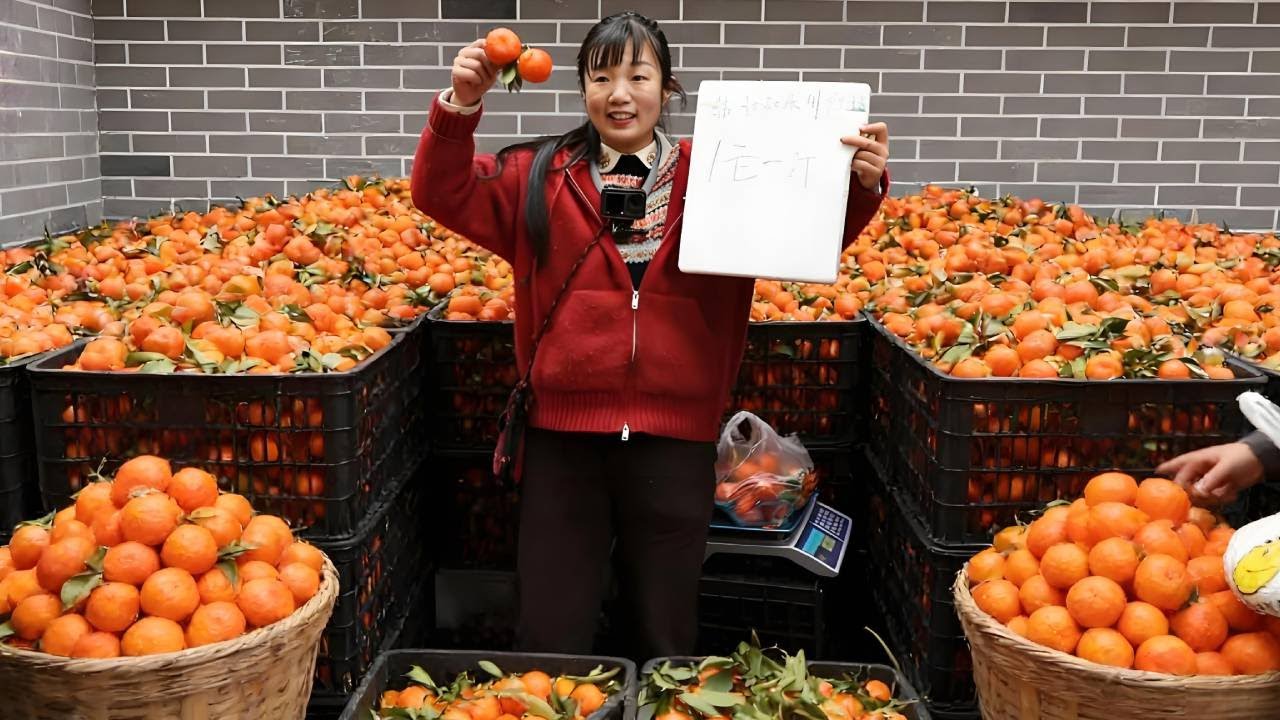 1元1斤川红橘，凌晨4点载700余斤赶集，为朱叔坚 70年的濒危老味寻得暖心新家！！【燕麦行游】