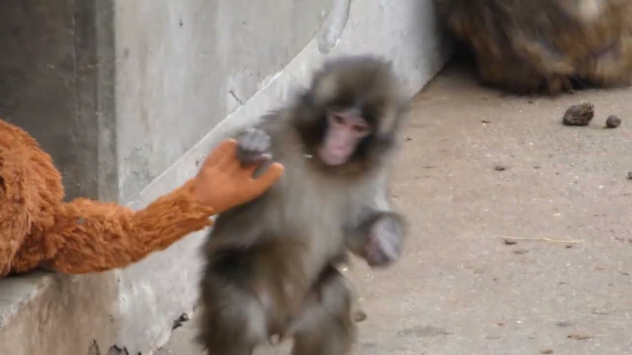 【がんばれパンチくん】お母さんはぬいぐるみ（2026.2.26）＃市川市動植物園＃パンチくん＃がんばれパンチ＃ニホンザル