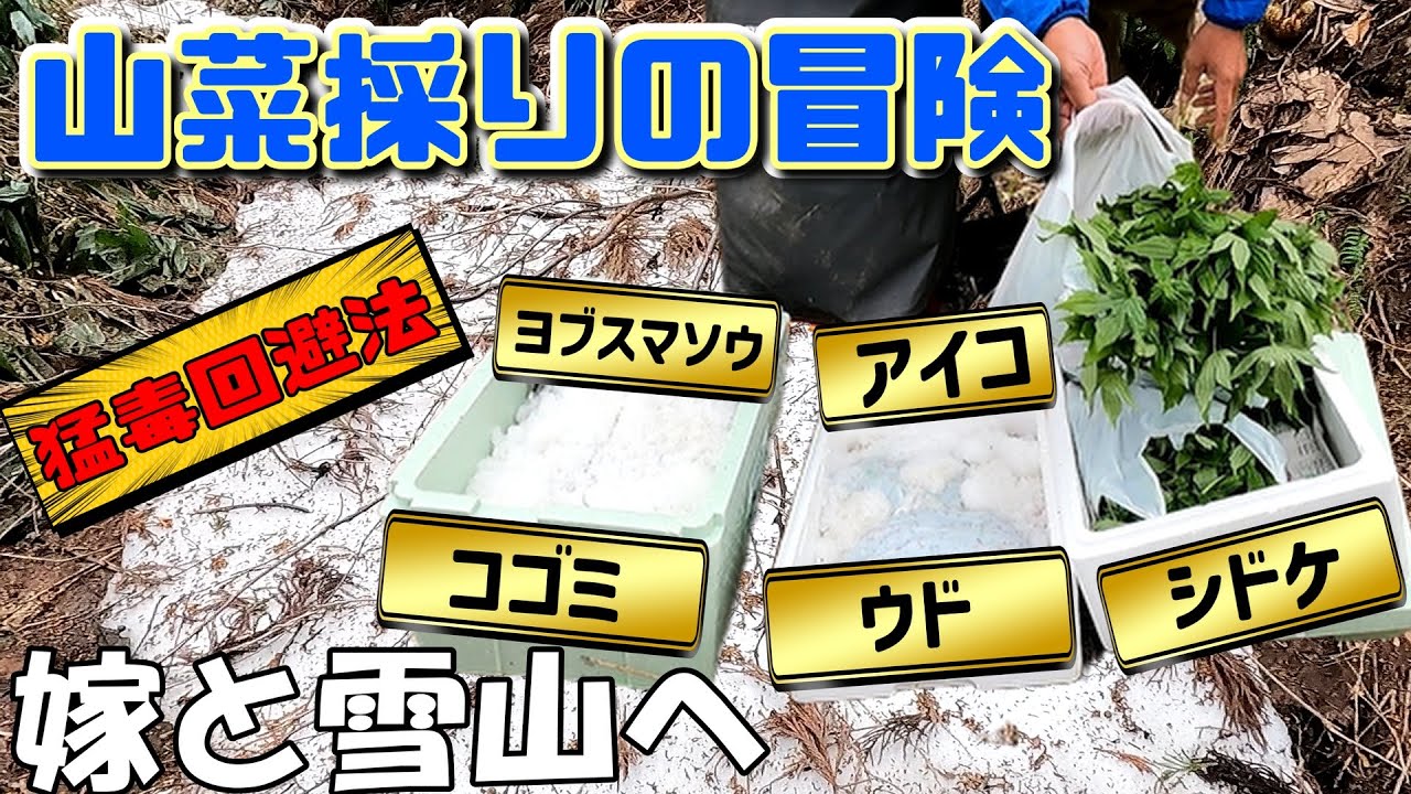 「山菜採りの冒険！嫁と雪山へ行ってきました」