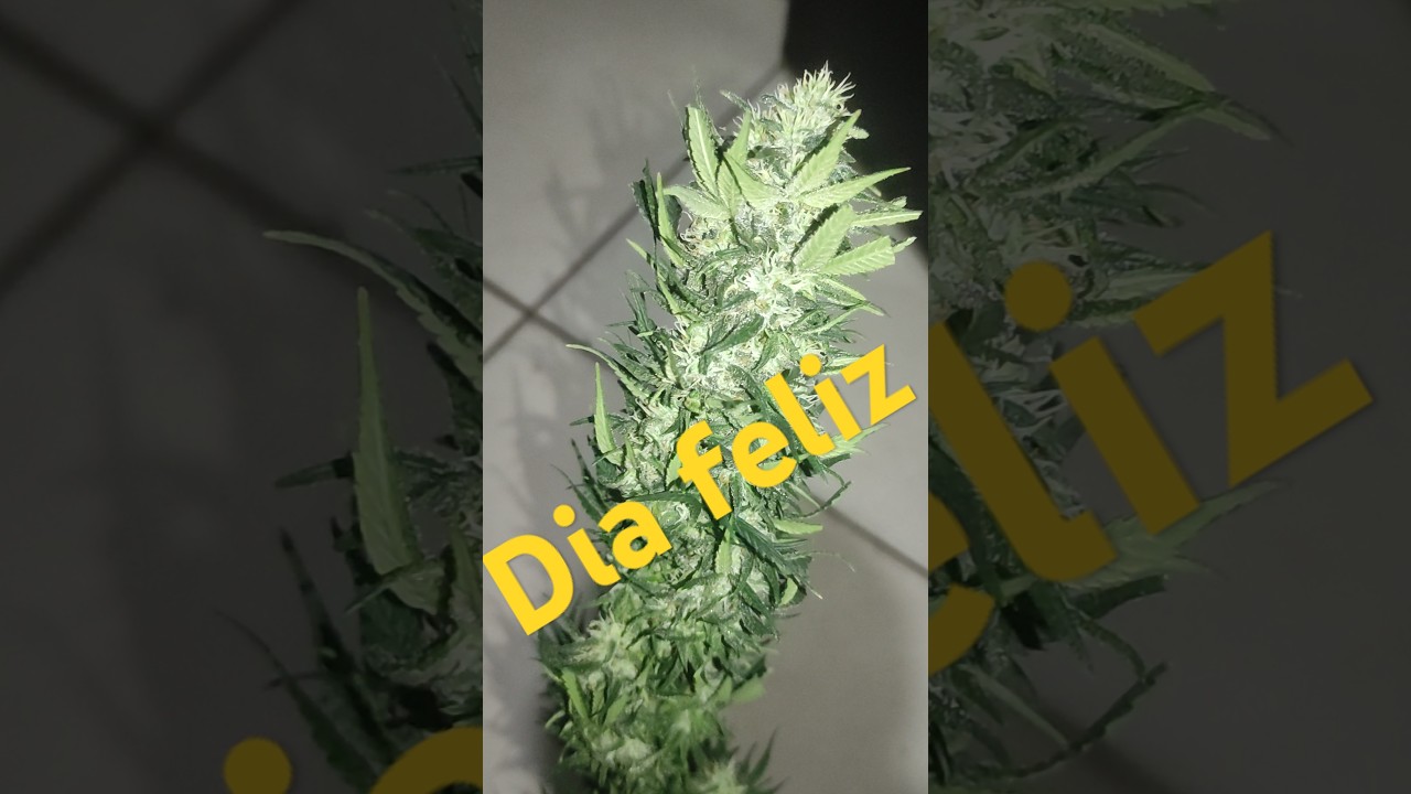 N&atilde;o comprei, plante !!! colheita = dia feliz