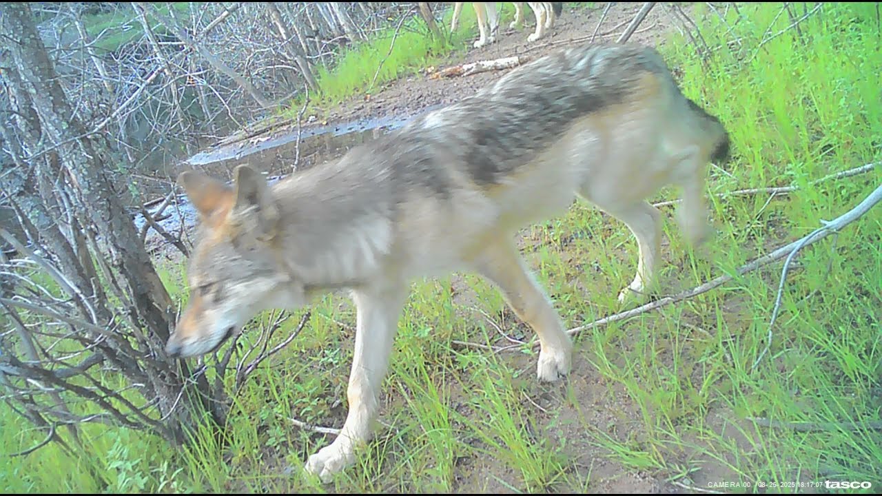 Wolf Pack Chews Up My Trail Camera