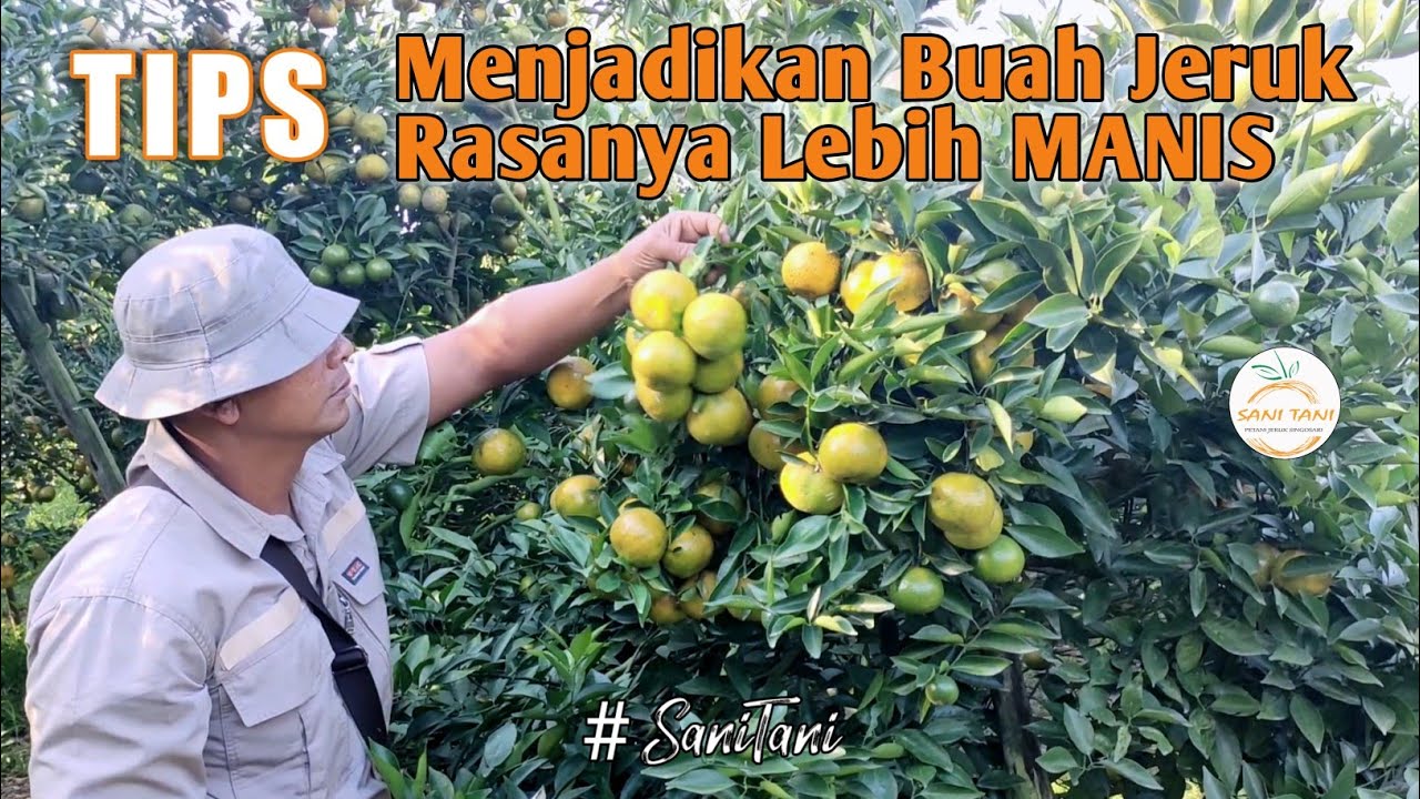CARA MENJADIKAN RASA BUAH JERUK LEBIH MANIS