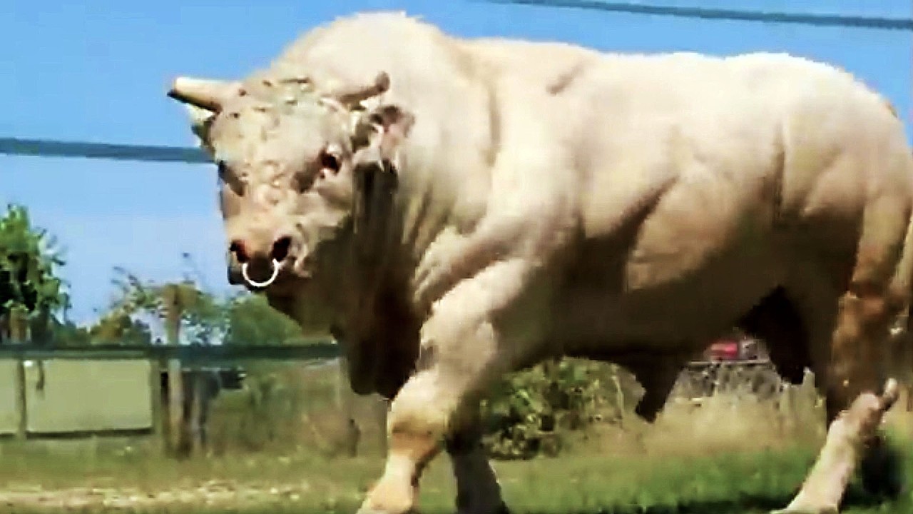 Los 10 Toros Más Grandes Del Mundo