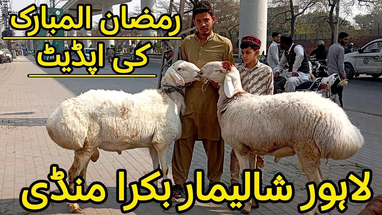 Bakra Mandi Lahore Shalimar Sunday Bazar Latest Price Update Lahore Pakistan 