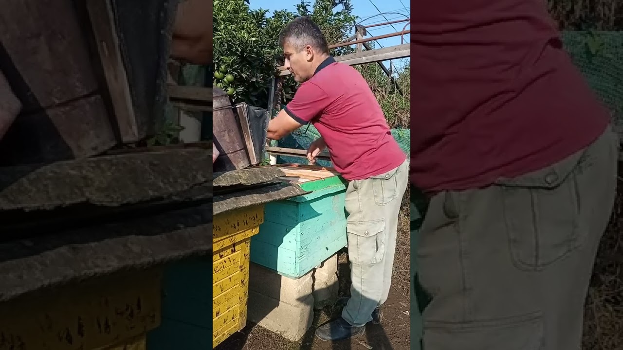 Arıların qış istiliyinə start verildi.