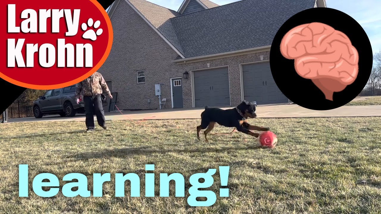 How dogs learn | Proofing obedience with young Rottweiler