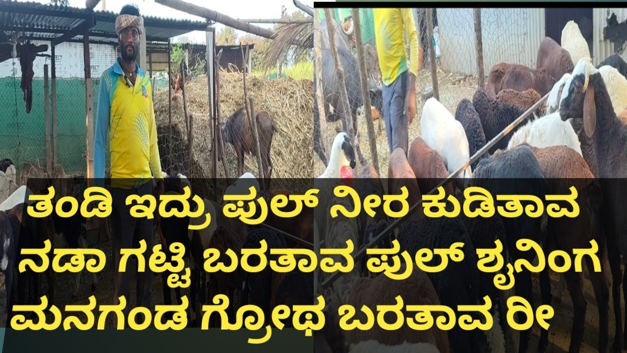 ನಮ್ ಮರಿಗಳು ತಂಡಿ ಇದ್ರು ಪುಲ್ ನೀರ ಕುಡಿತಾವ ನಡಾ ಗಟ್ಟಿ ಬರತೖತಿ  ಶೖನಿಂಗ, ಮನಗಂಡ ಗ್ರೋಥ ಬರತಾವ#sheepforming 