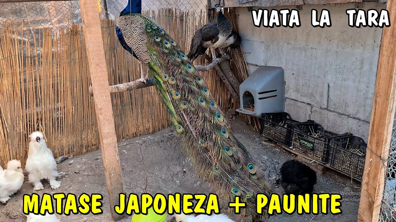 Am cumpărat alți cocoși la Mătase japoneză + alte femele la Păun - Viața la țară