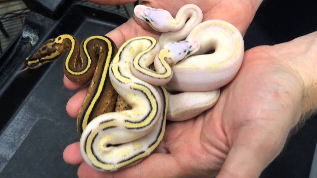 Awesome 2015 Baby Ball Pythons- Bananas, Clowns, Pieds & more!
