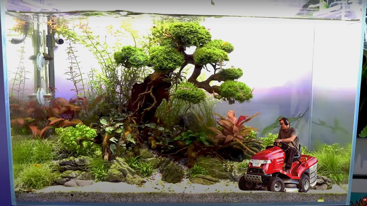 ON A MIS UN BONSAI SOUS L'EAU ?! - TOOPET