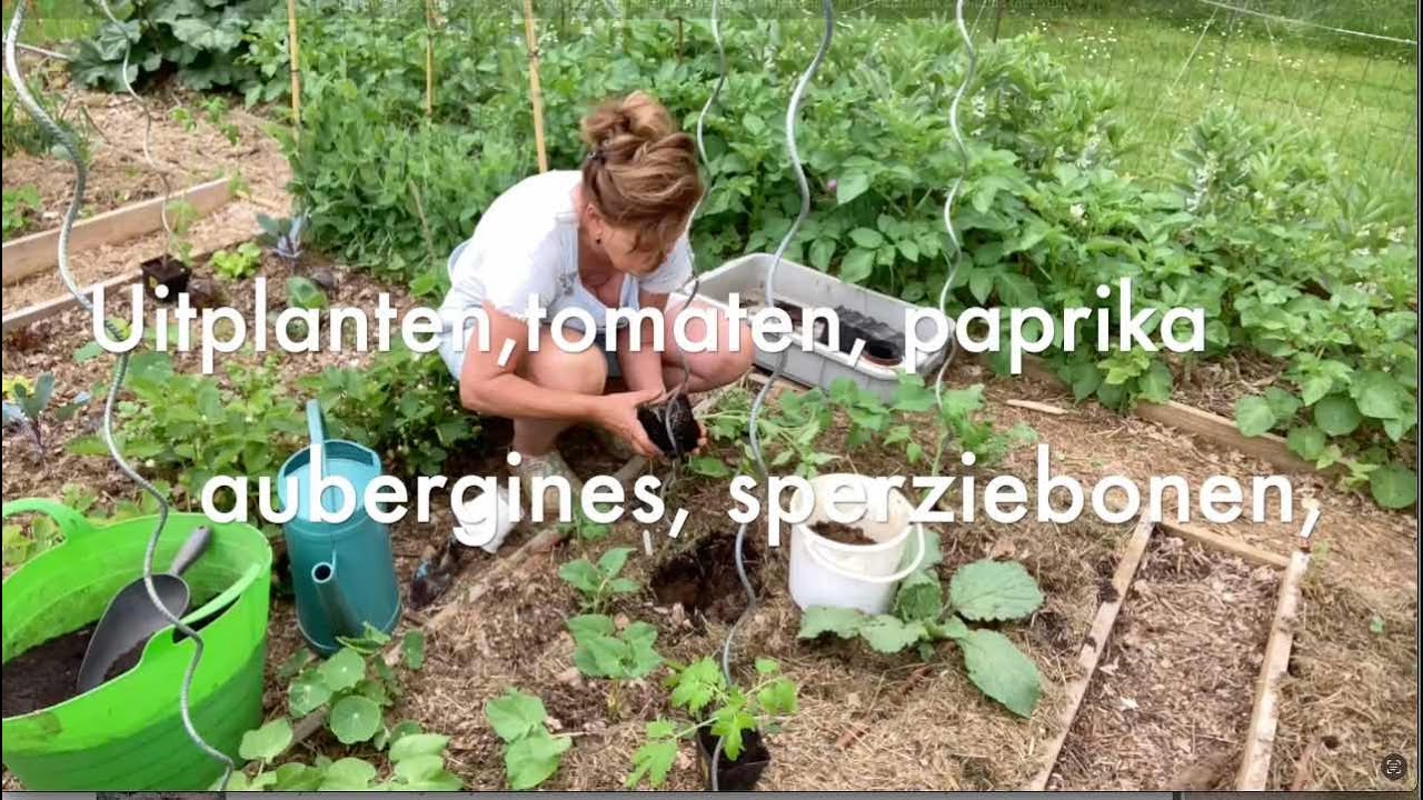 Ini's Moestuin #143  Mei: tomaten, paprika, aubergine, sperziebonen, mais uitplanten & rondje tuin.