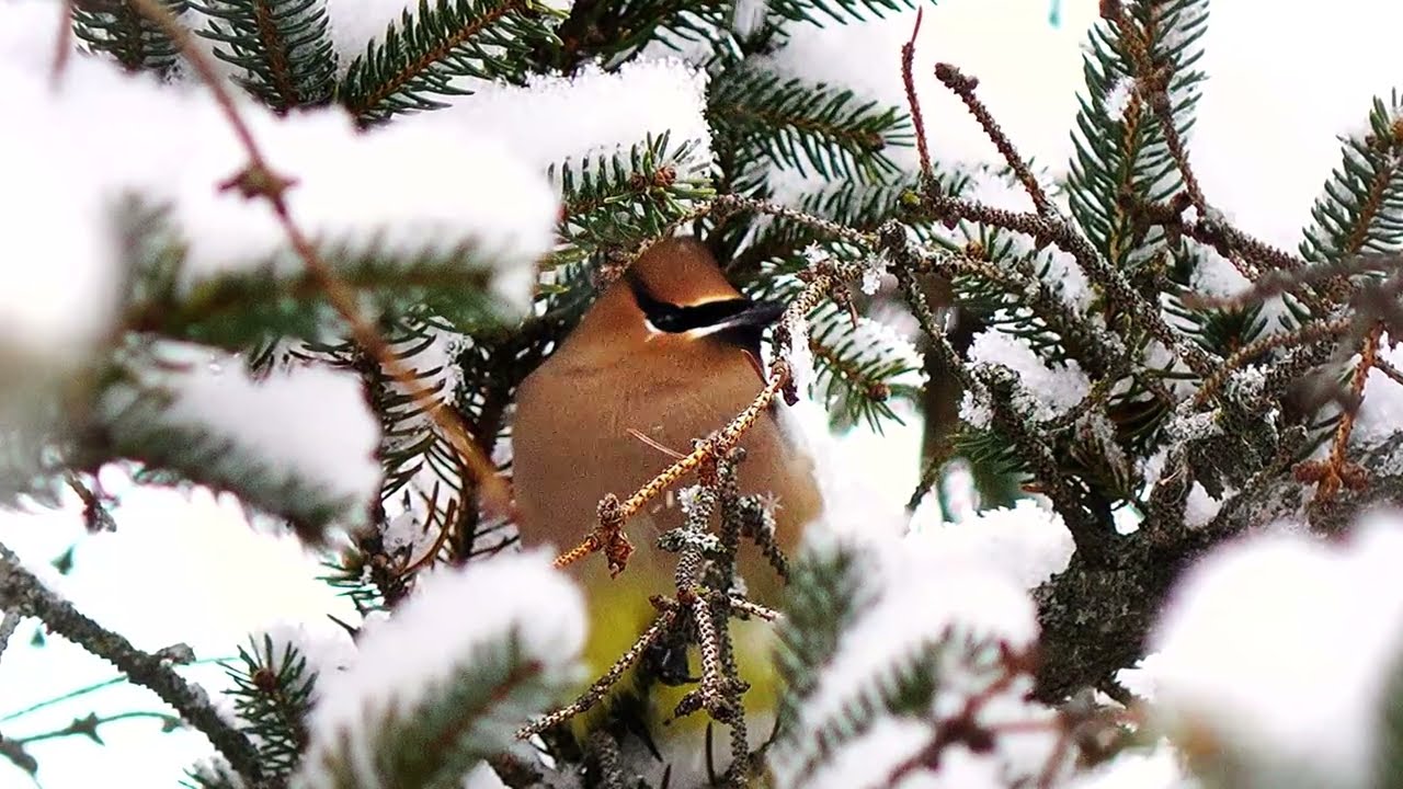 Cedar Waxwings Sheltering During a Winter Snowstorm | Birdwatching Wisconsin (4K)