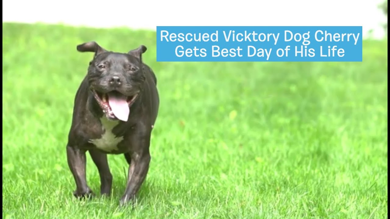 Cherry Was Rescued From a Dog-Fighting Ring And We Gave Him His Best Day Ever! | DOG'S BEST DAY