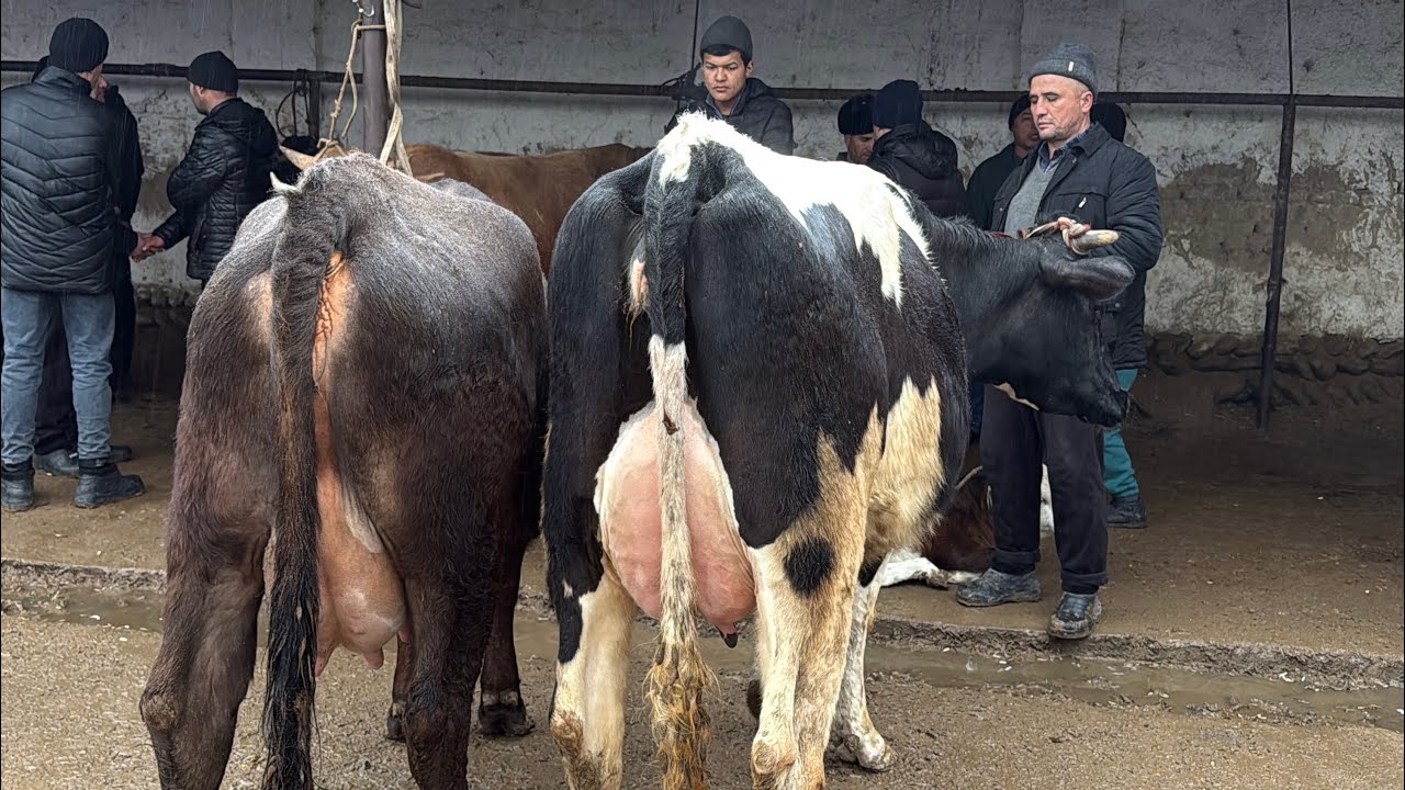 Tergachi mol bozori ġunajinlar va sigirlar narhlari bilan tarnishing 13.02.2026yi