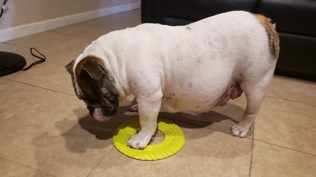 Pregnant English Bulldog 7 days until delivery