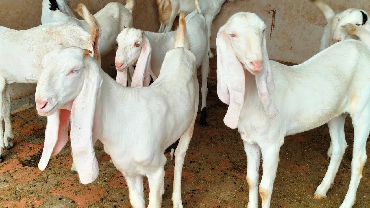 #Sojatgulabigoat