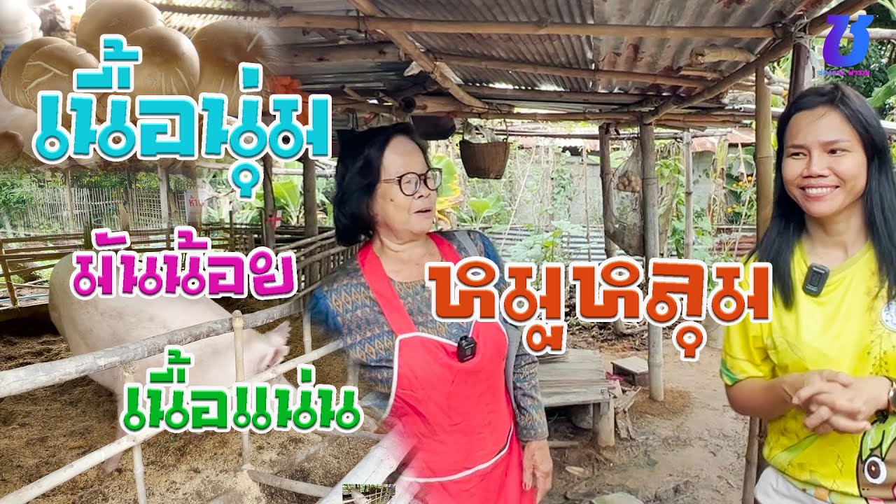 หมูหลุม อ.โนนศิลา เนื้อนุ่ม มันน้อย เนื้อแน่น  | ช่องทางพารวย