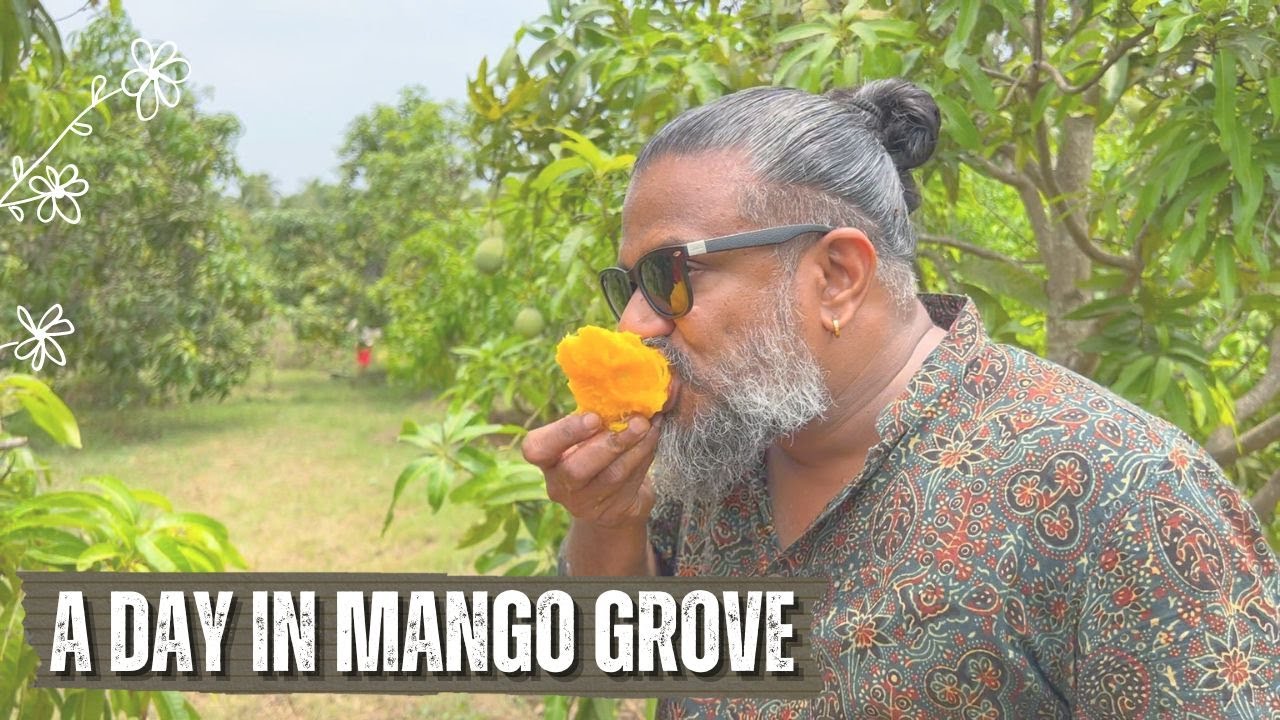 A day in Mango grove | മാമ്പഴം തിന്ന് അർമാദിക്കാം | Mango Fest | Palakkad | Raj Kalesh