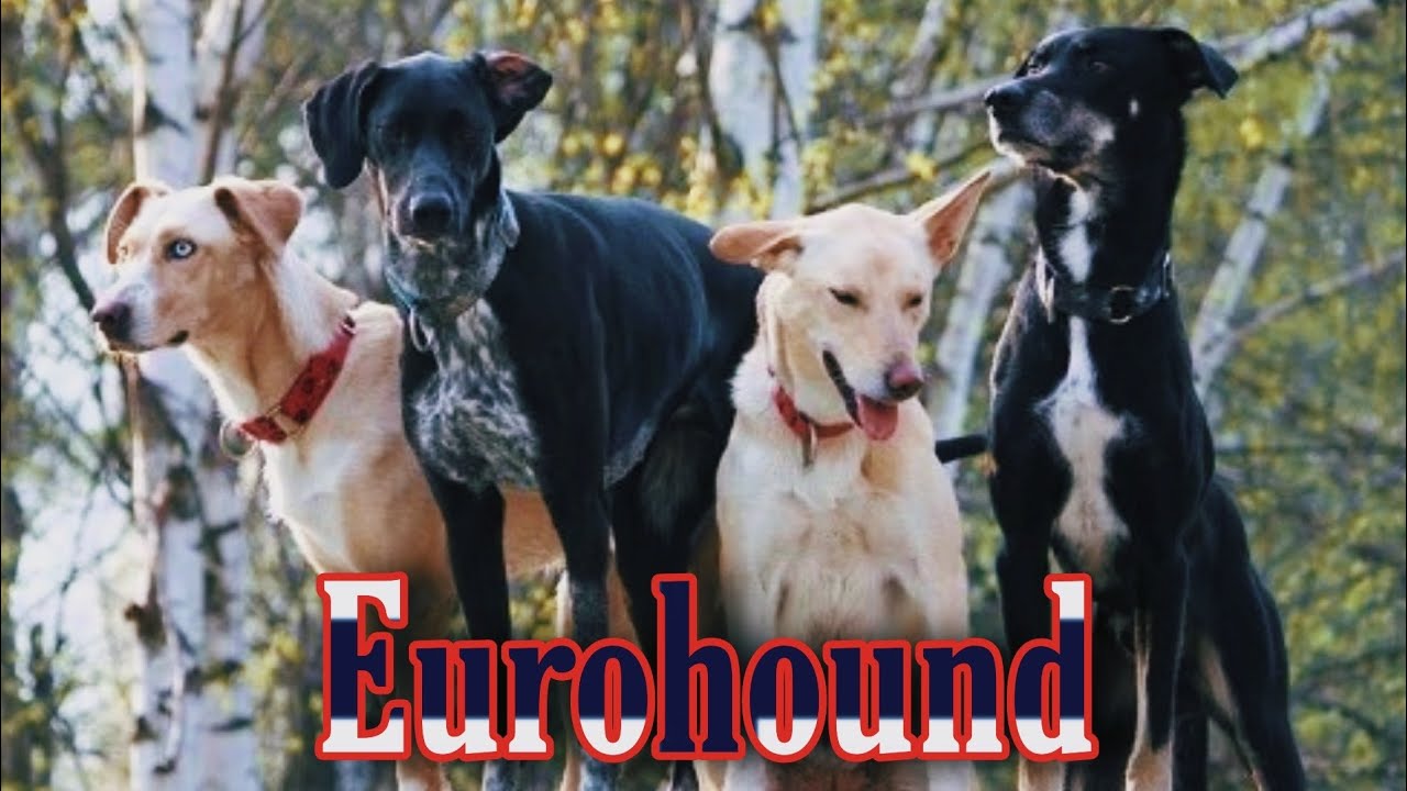 Race: L'eurohound 🤔