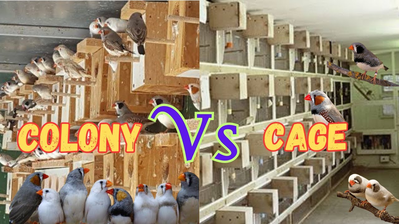 Finches Colony breeding vs Cage breeding | Finches Breeding Setup | Khubaib Pets