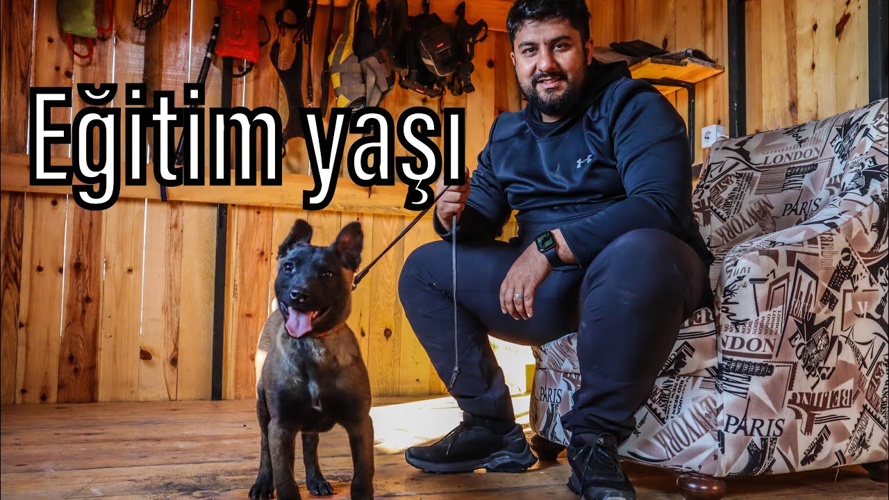 KÖPEK EĞİTİMİNDE DOĞRU YAŞ !