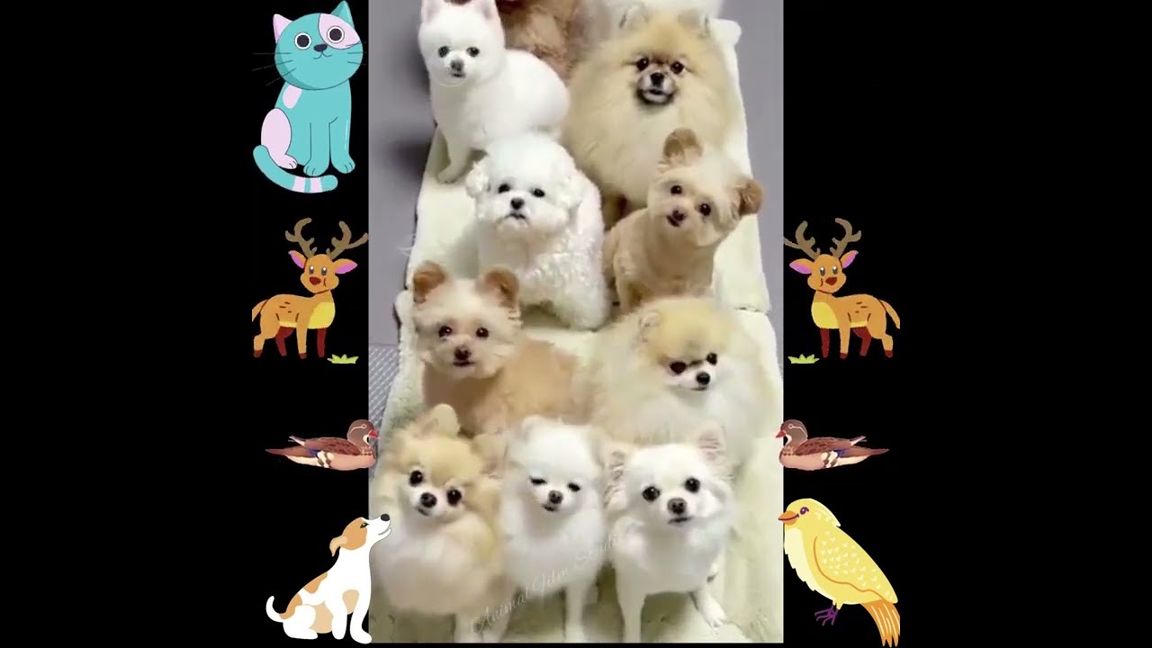 Funny Animal Videos For Laugh 🤣 - Funny Cats 😺 And Dogs 🐶  |  Animal Film Studio #1