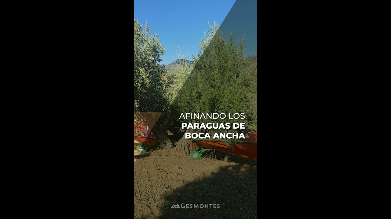 AFINANDO LOS PARAGUAS DE BOCA ANCHA