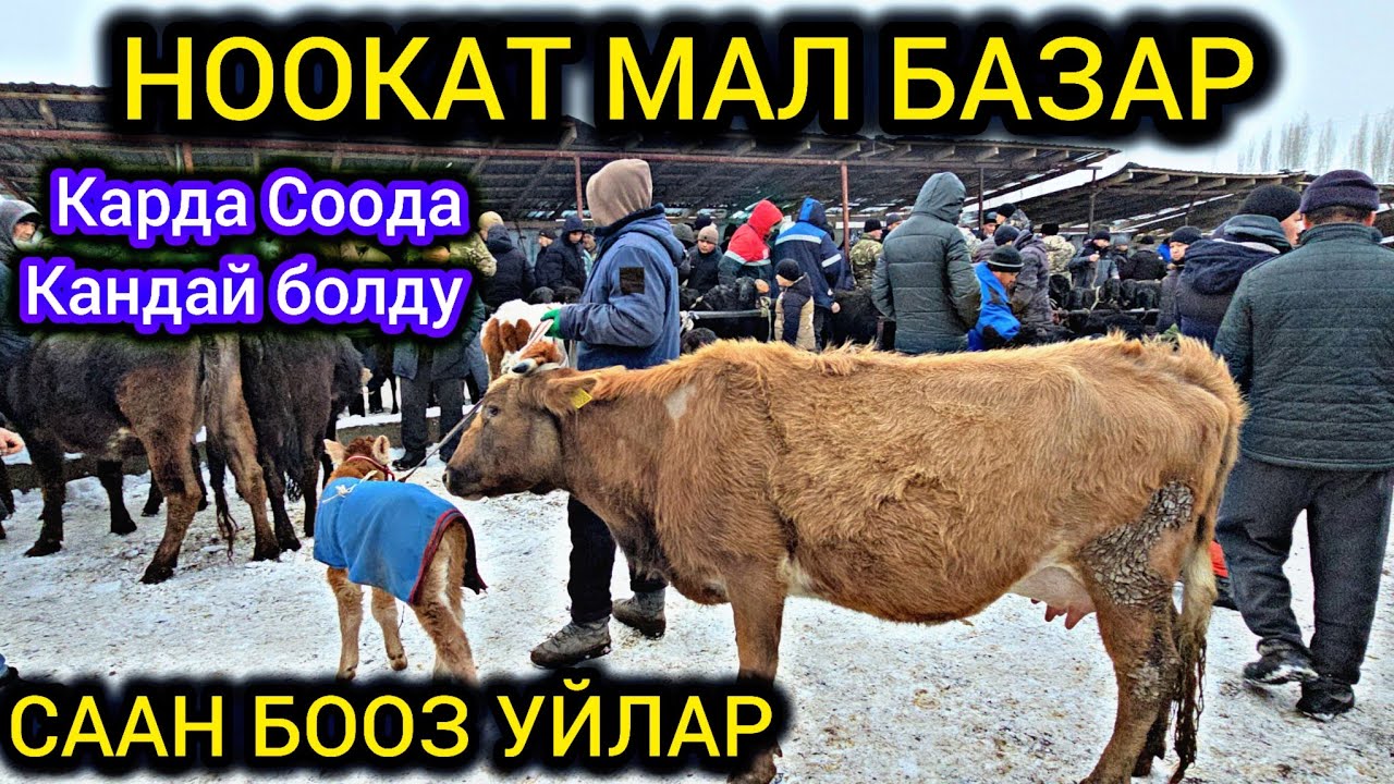 НООКАТ СААН БООЗ УЙЛАР👍 КАРДА СООДА КАНДАЙ БОЛДУ 👍