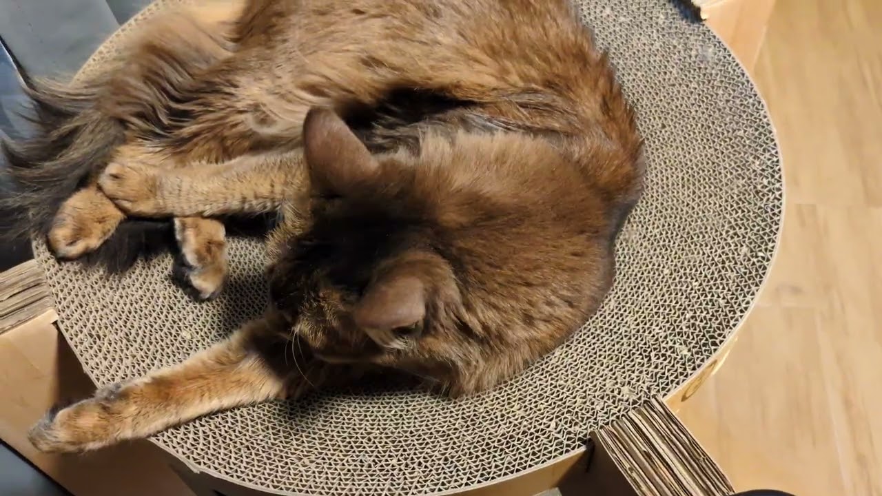 【1491日目】こっち見ながら毛づくろいからのデザート #ソマリ #cat