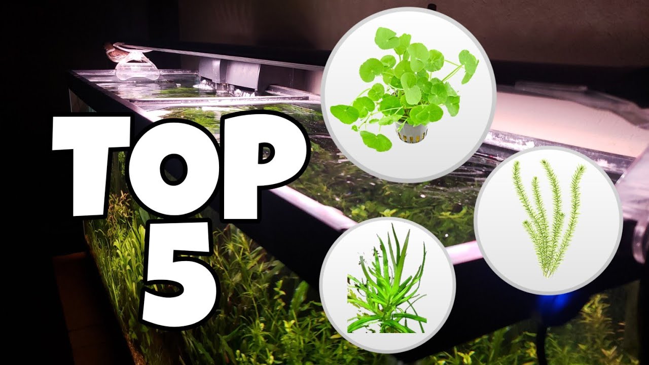 TOP 5 (Plantas amazónicas para tu acuario).