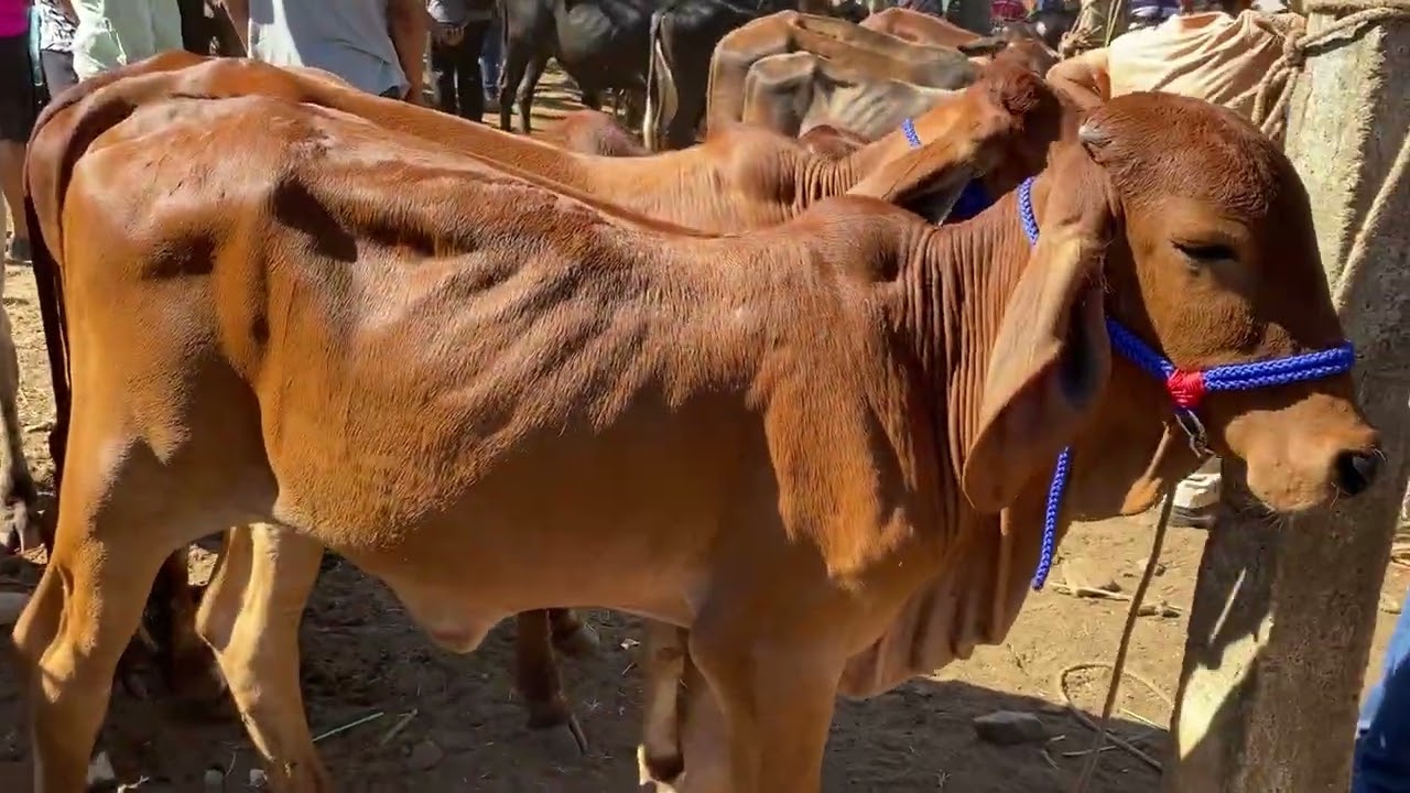 Segundo video en el tiangue de nueva Guadalupe miércoles 14 de Enero de 2026