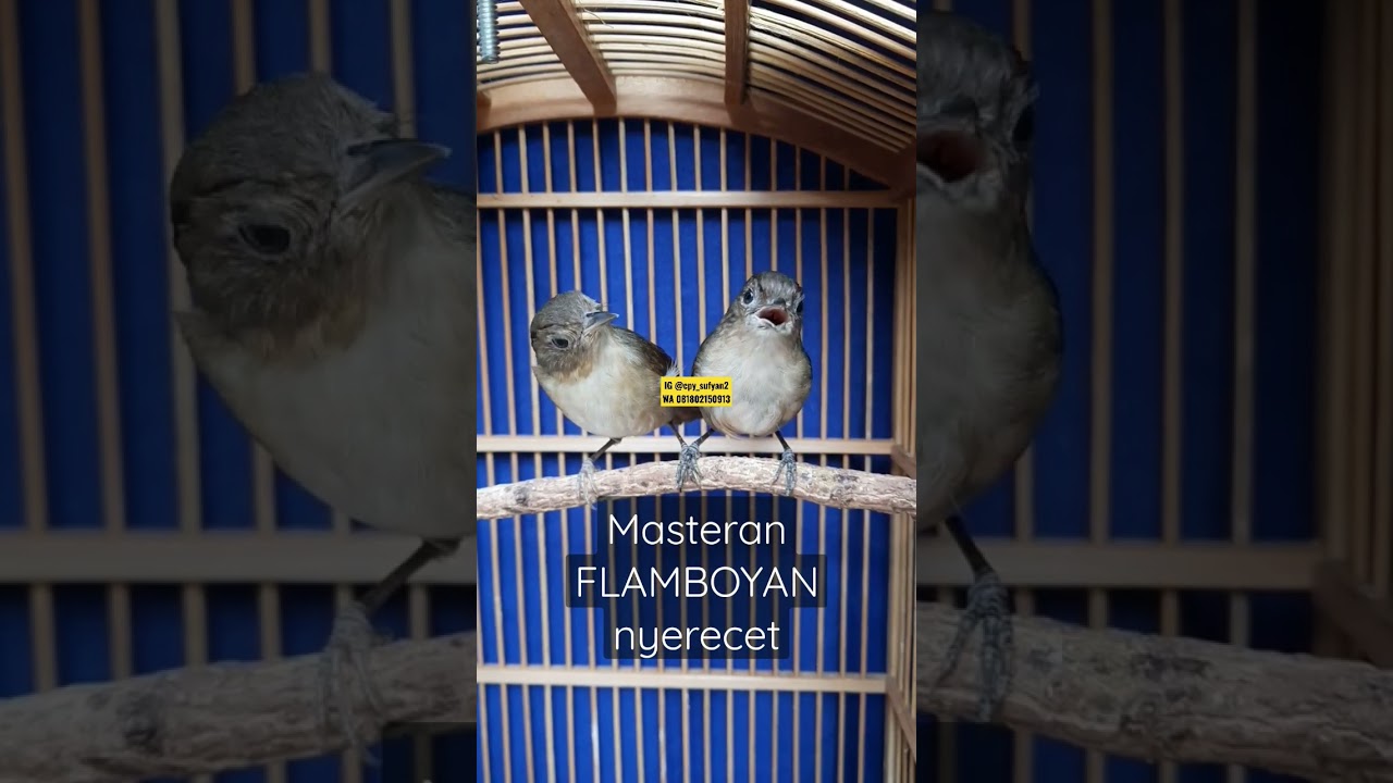 Burung #flamboyan gacor @SaungKicauBandung #burungflamboyan #alcippepyrrhoptera #flamboyangacor