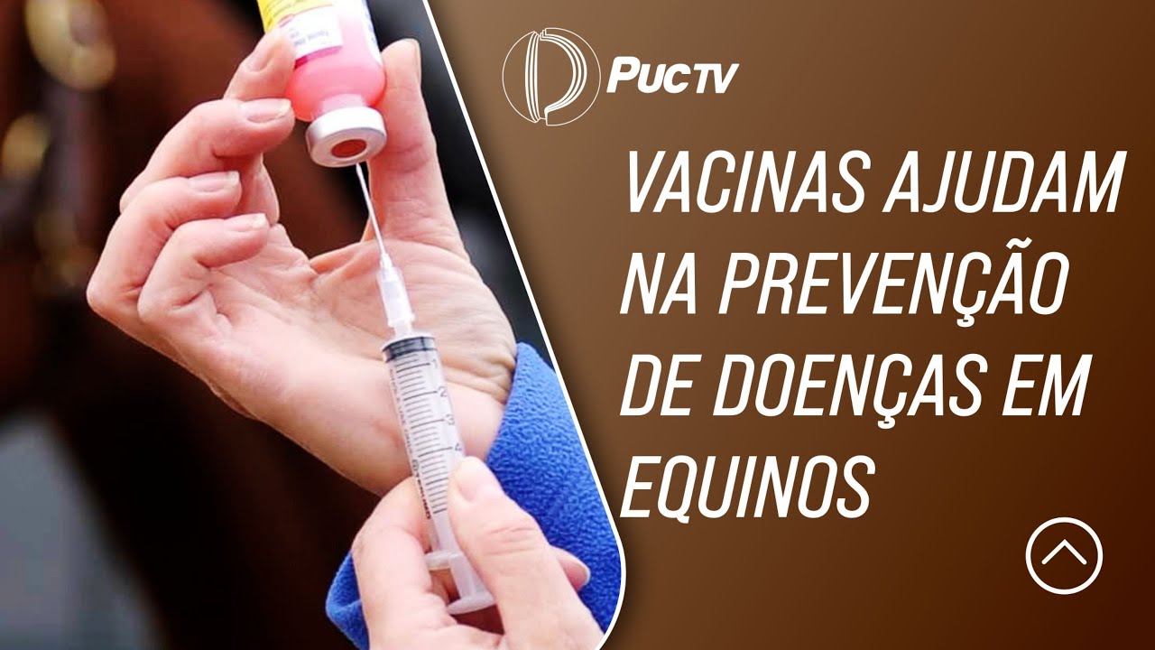 VACINAS AJUDAM NA PREVENÇÃO DE DOENÇAS EM EQUINOS